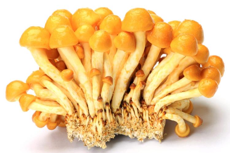 Setas nameko con sus sombrerillos marrones y viscosos.