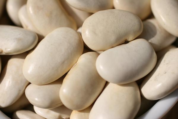 Judiones blancos.