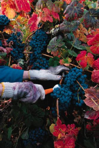 Uvas tintas.