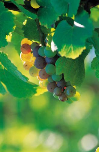 Uvas blancas.