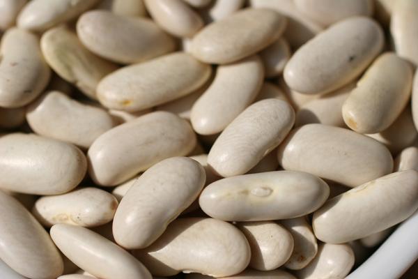 Alubias blancas tipo Cannellini.