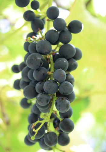 Uvas tintas colgando de la vid.