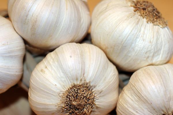 Cabezas de ajo.
