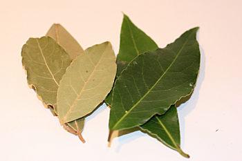 Hojas de laurel seco y hojas de laurel fresco.