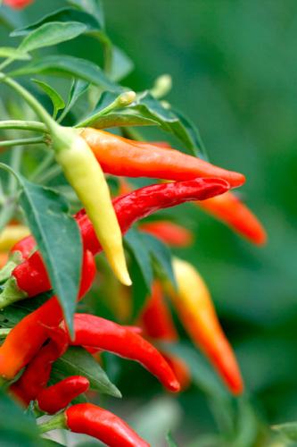 Chiles en su planta.