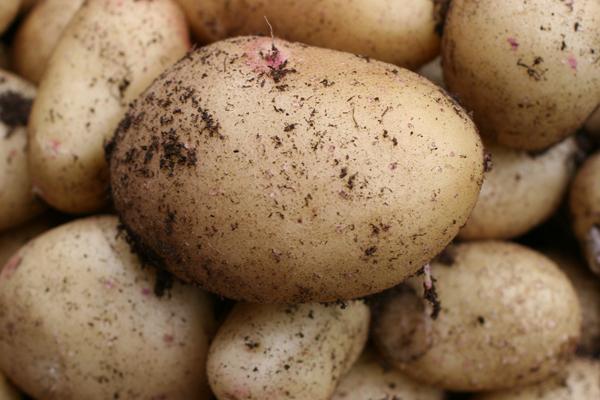 Patatas recién cosechadas.