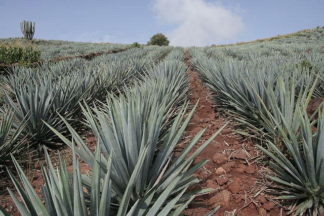 Campo de ágave en Jalisco.