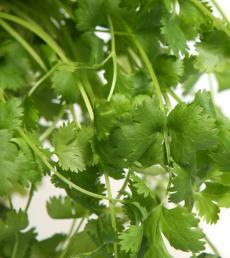 Hojas de cilantro fresco.