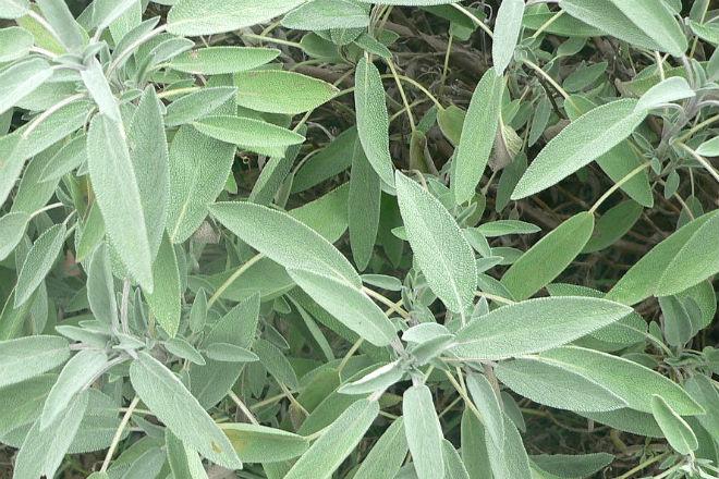 Salvia.