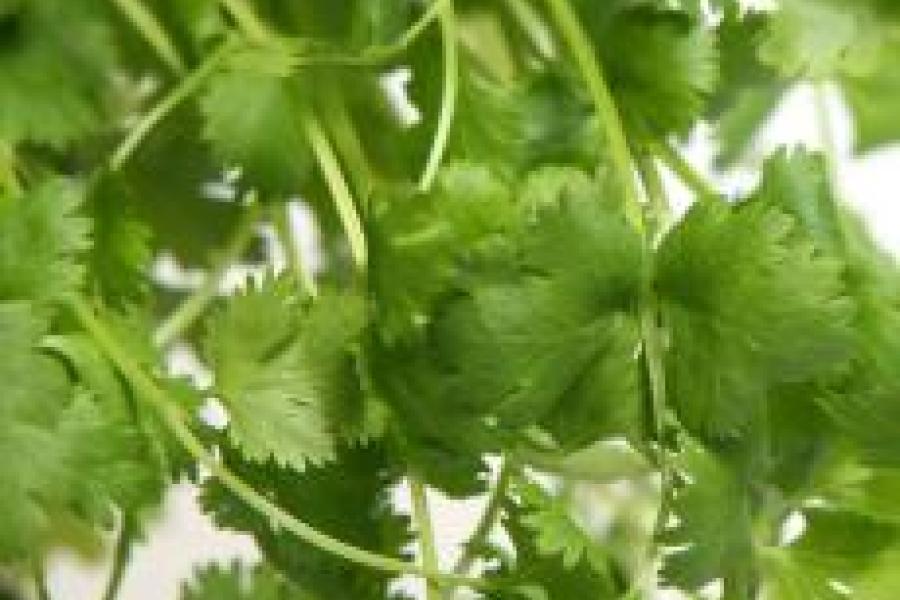 Hojas de cilantro fresco.