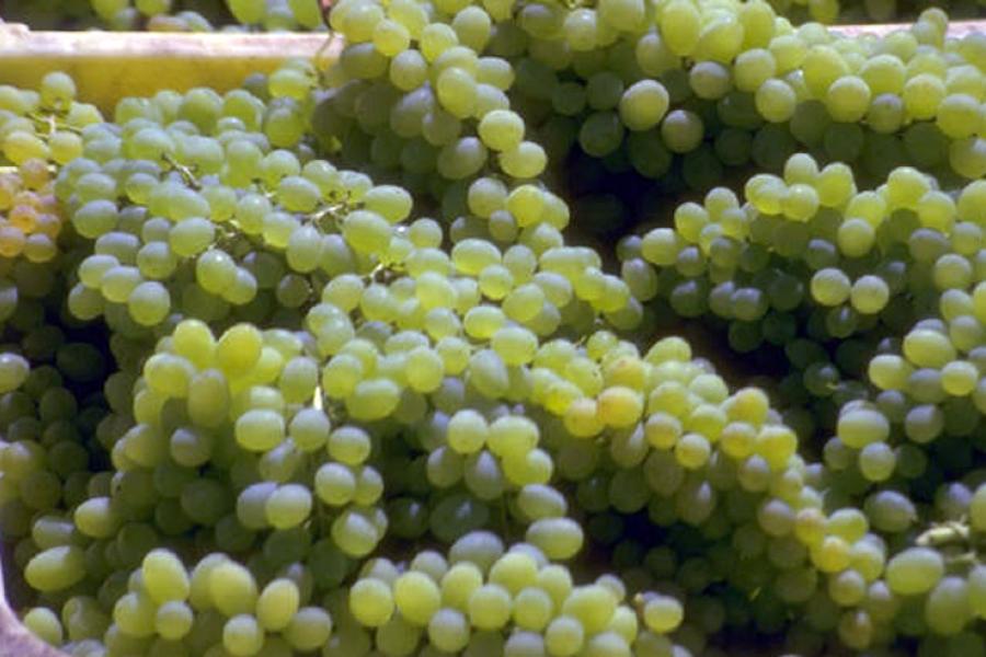 Uvas blancas vendimiadas.