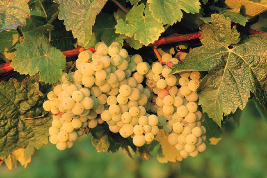 Uvas blancas en la vid.