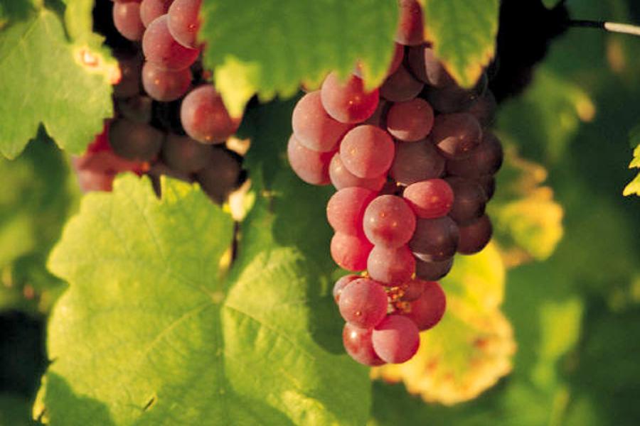 Uvas tintas en la vid.