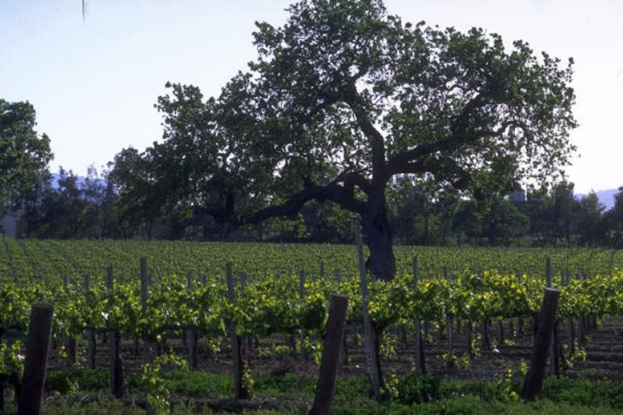 Viñedo.