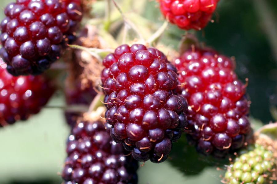 Moras en la zarza.