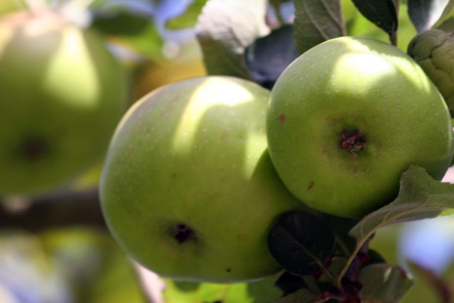 Manzanas de cocina creciendo en su manzano.