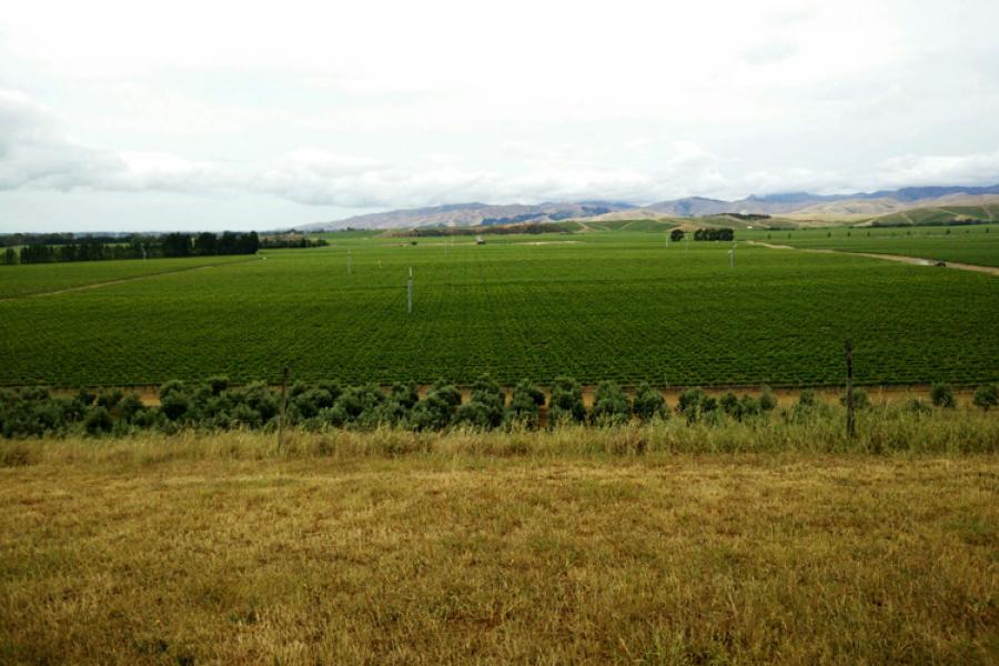 Viñas en Nueva Zelanda
