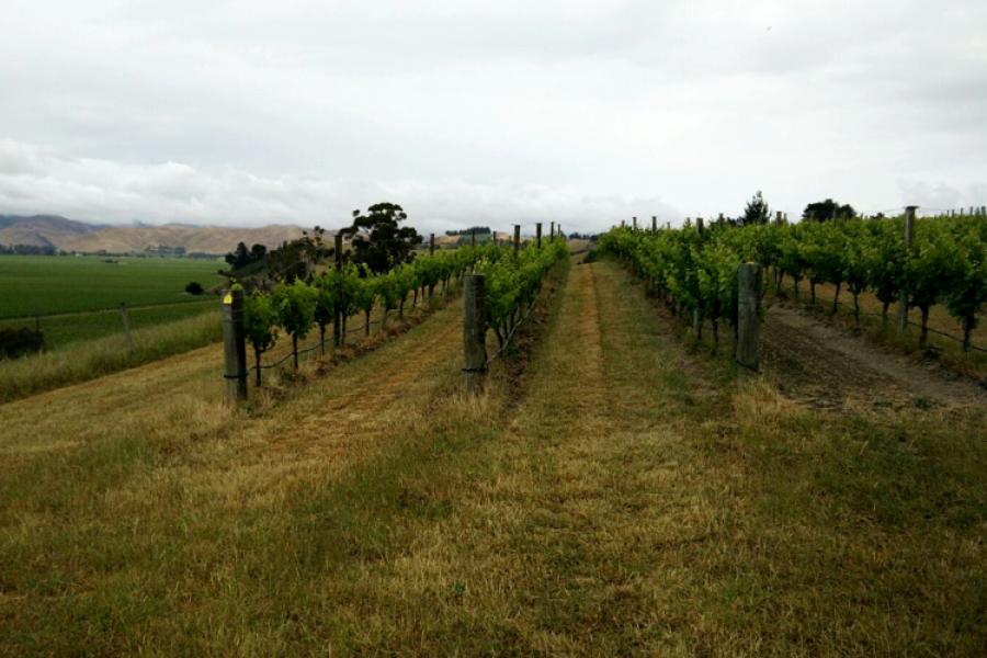 Viñedos en Nueva Zelanda