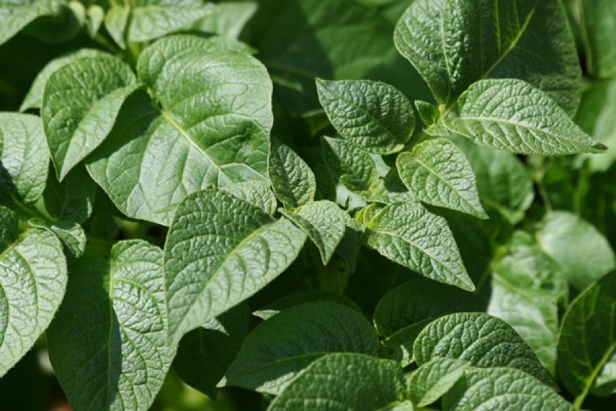 Planta de la patata.