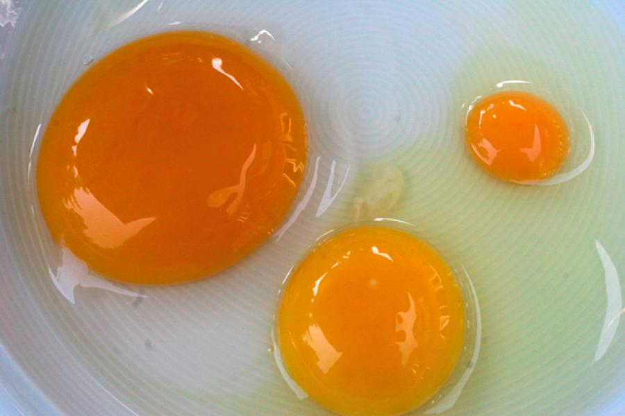Una yema de huevo de ganso, grande, una de gallina, mediana, y una yema de huevo de codorniz, pequeña.