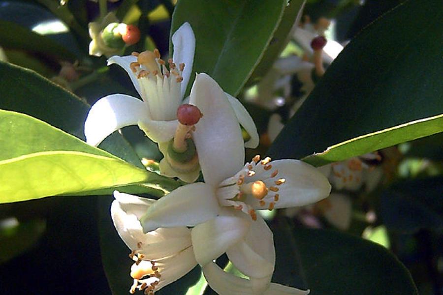 Flor de azahar.