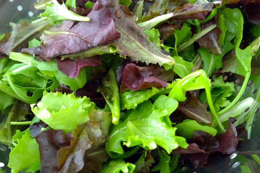 Hojas de lechuga variadas o mesclún.