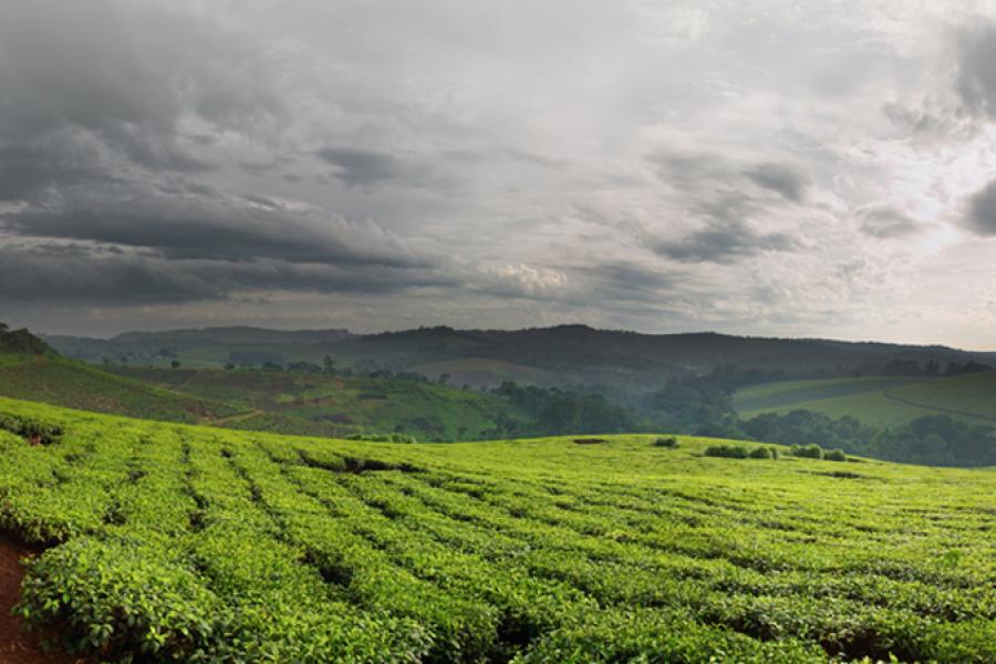 Palntación de té.