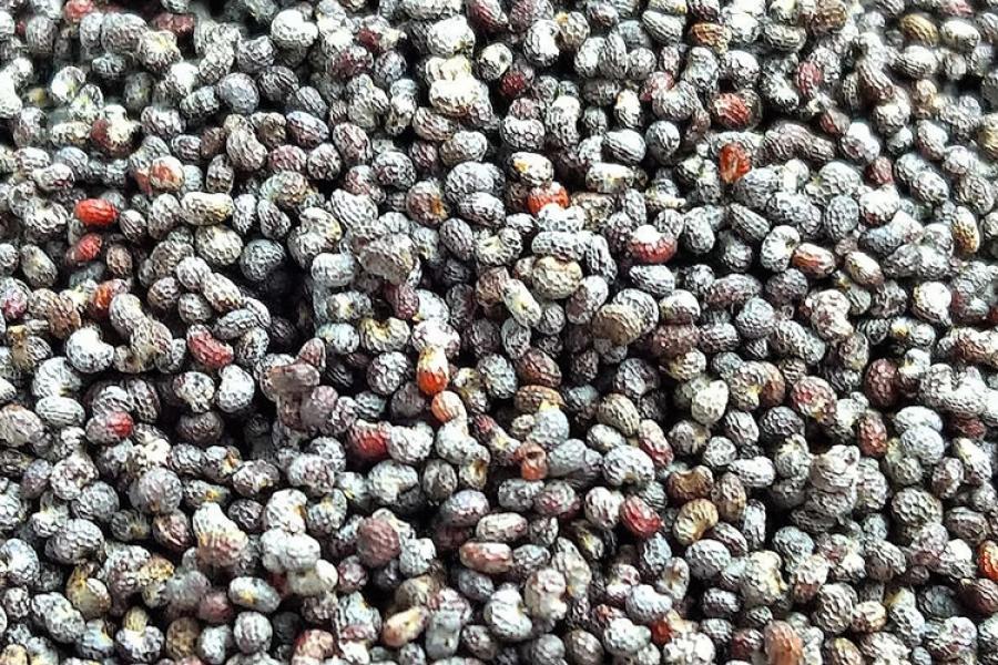 Semillas de amapola.