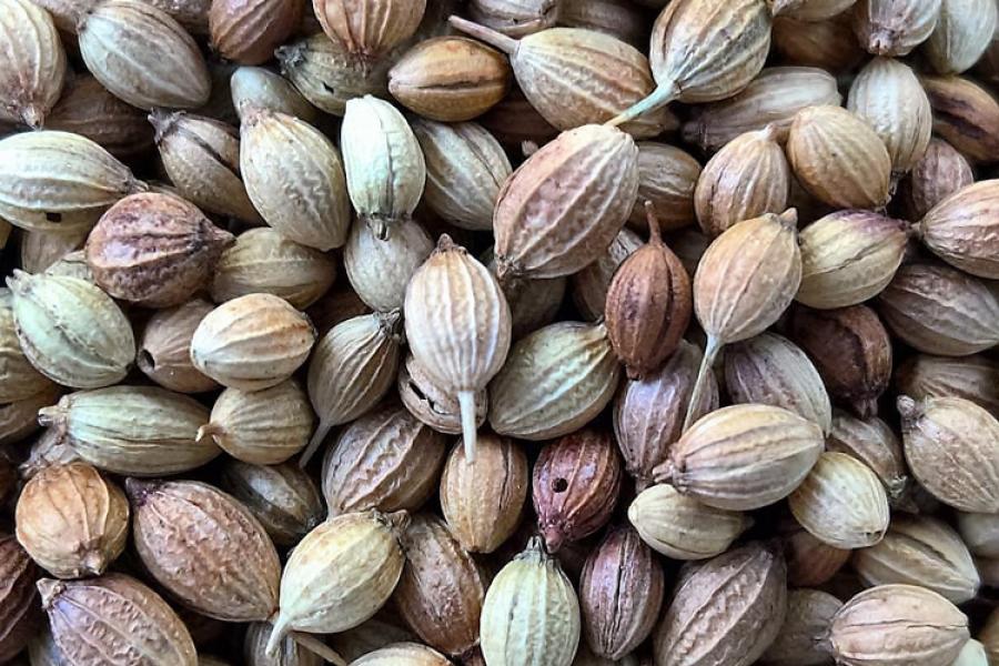 Semillas de cilantro para tostar y moler.