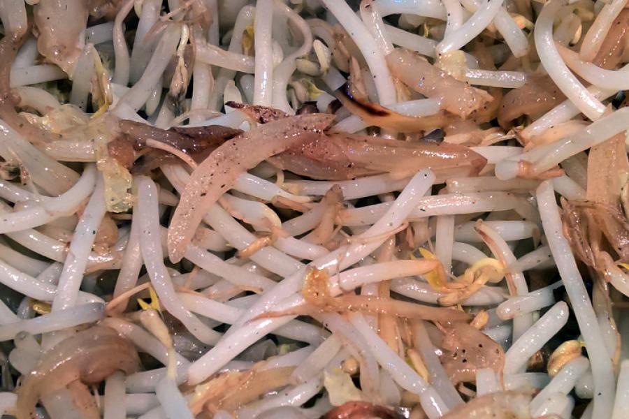 Brotes de soja saltados.