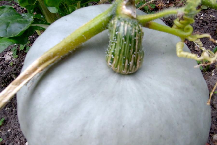Calabaza común creciendo.