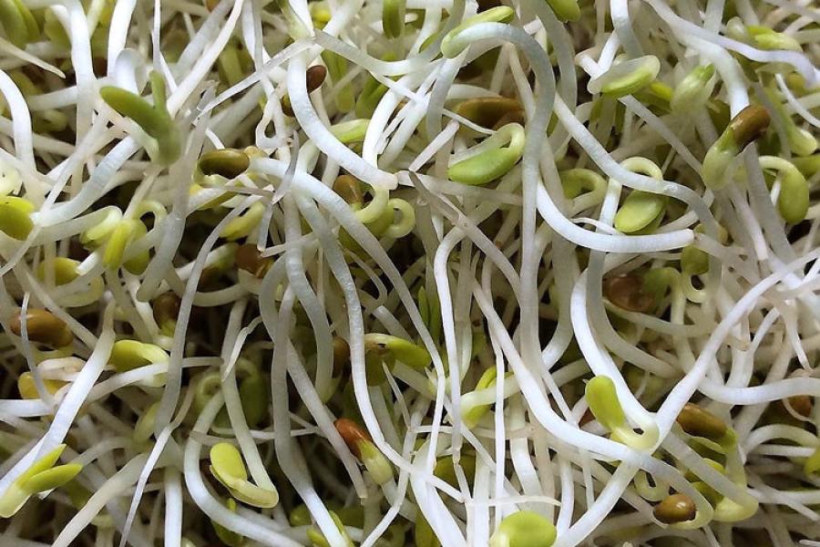 Brotes de alfalfa en primer plano.