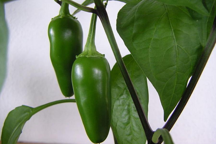 Chiles jalapeños inmaduros.