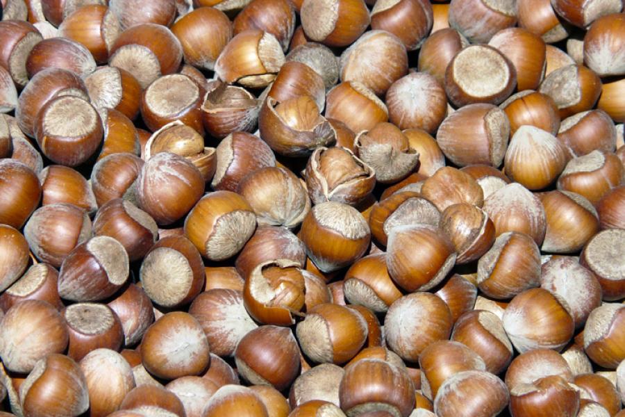 Avellanas con cáscara.