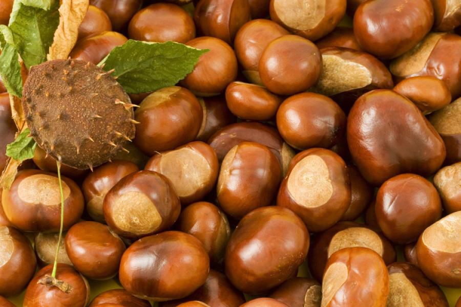 Castañas enteras.