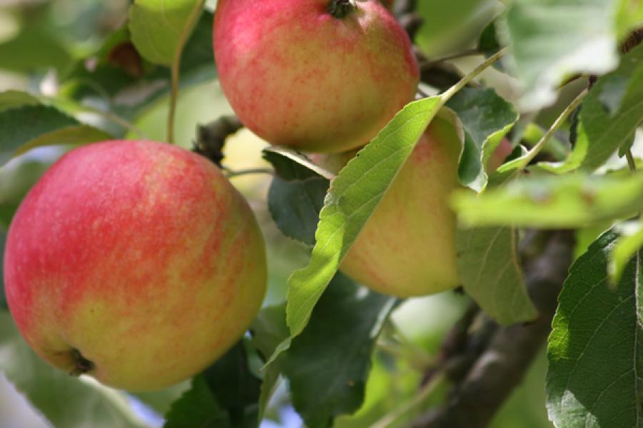 Manzanas en su manzano.