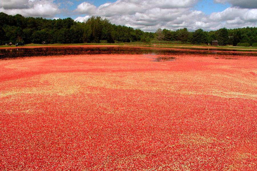 Arándanos rojos flotando sobre el agua.