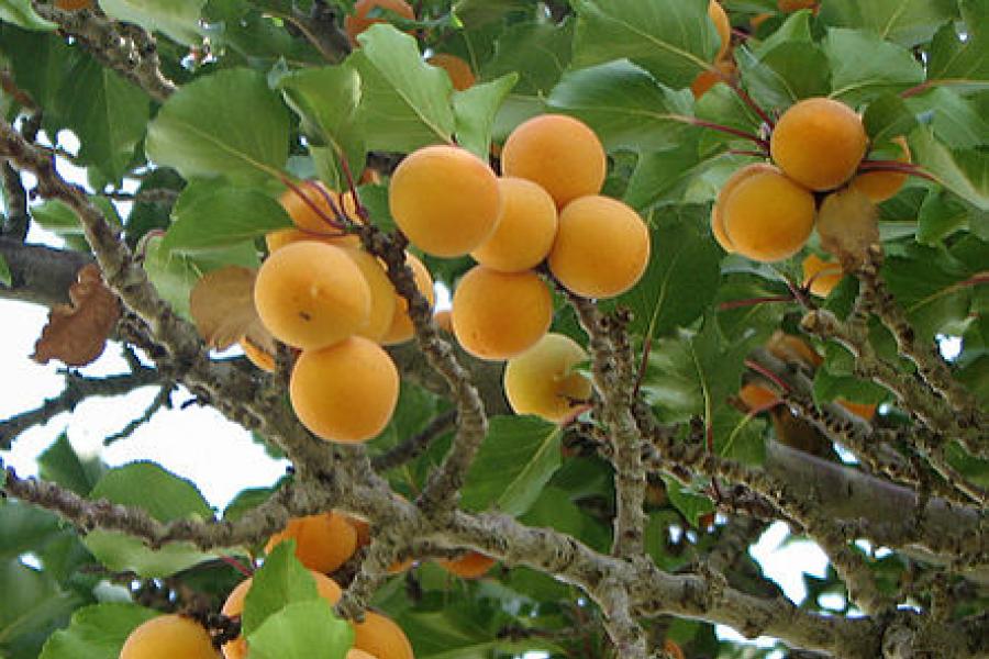 Albaricoques, prunus armeniaca, en Nubra valley.