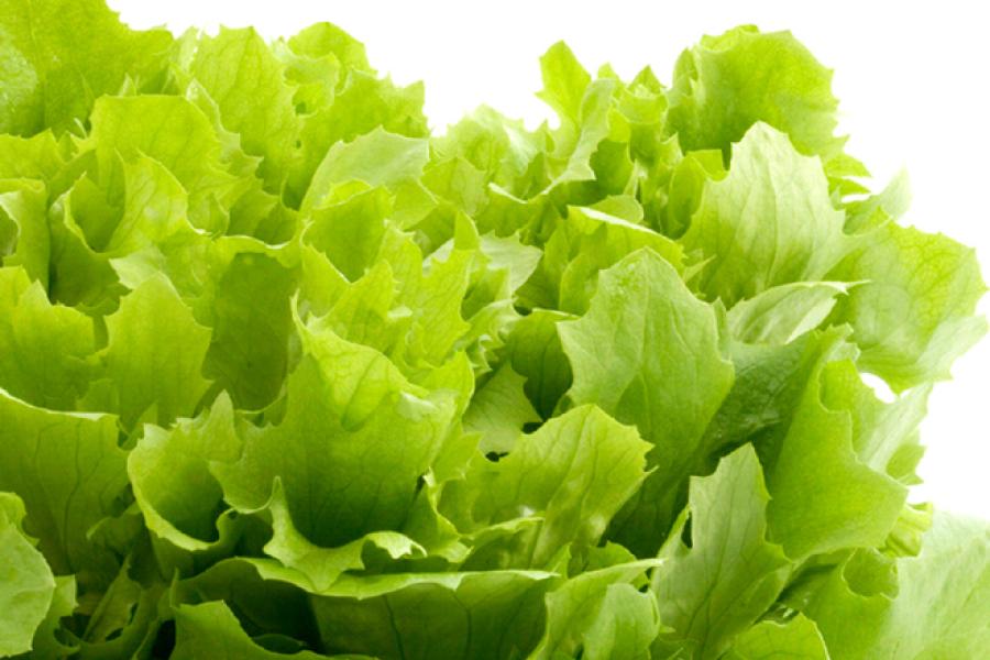 Lechuga fresca.