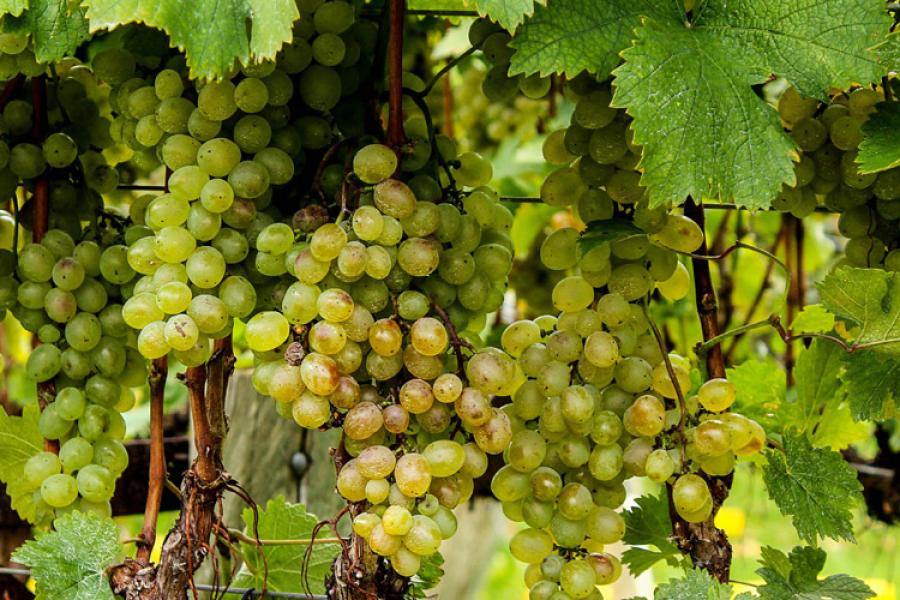 Uvas blancas en la viña.