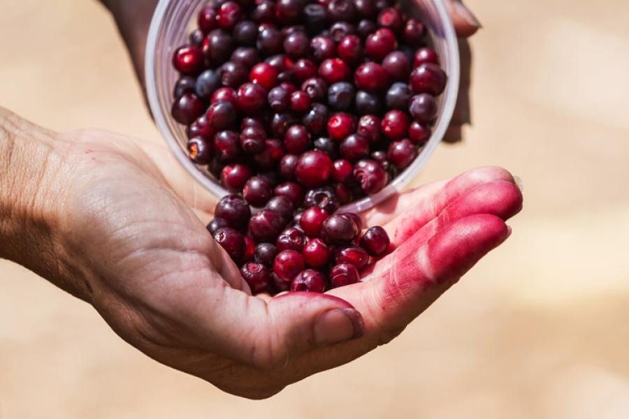 Arándanos silvestres, huckleberries, de Idaho.