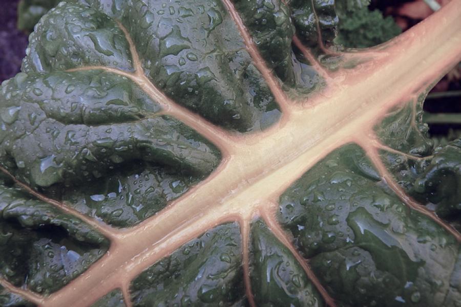 Detalle de hoja de acelga.