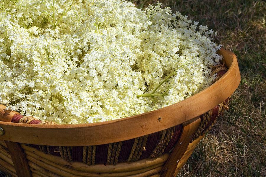 Cosecha de flores de sauco en una cesta.
