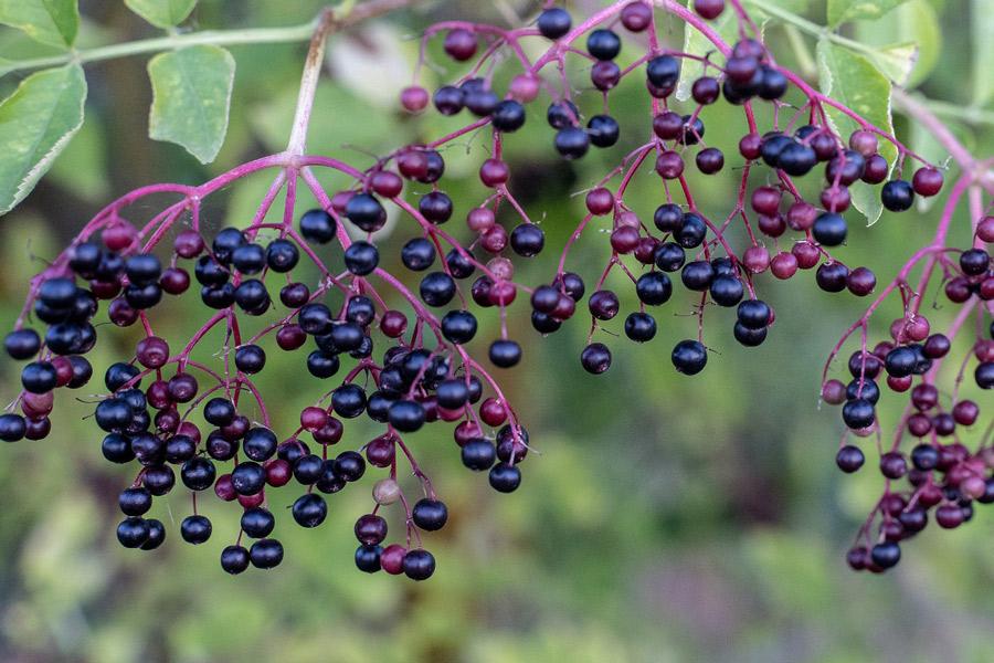 Bayas de sauco colgando del árbol. Sirven para hacer vino.