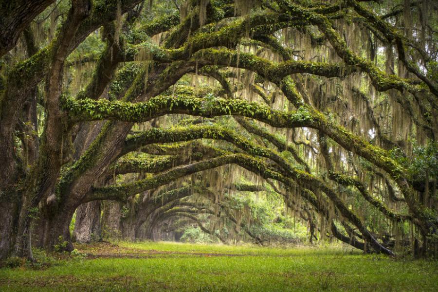 Avenida de los robles en la Plantación de Charleston, Carolina del Sur.