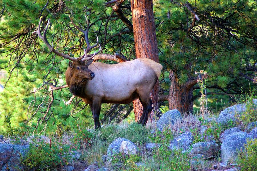 Wapiti o alce de Colorado, cervus canadiensis.
