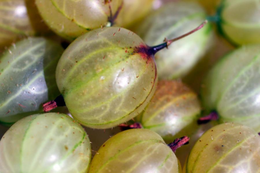 Grosellas blancas frescas.