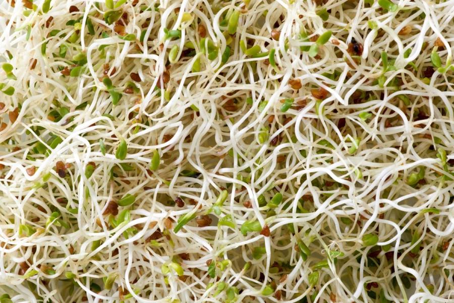 Brotes de alfalfa.