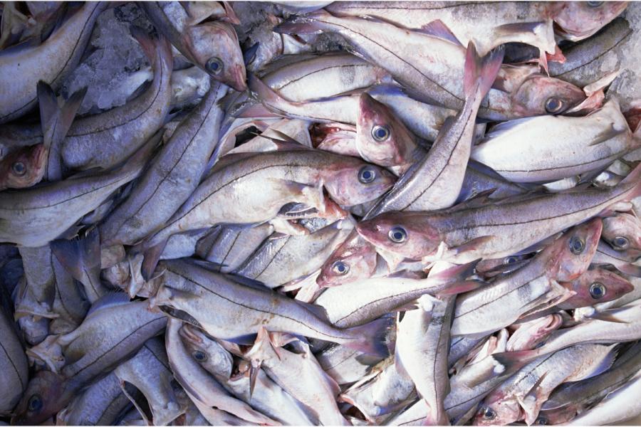 Pescado fresco en el mercado.