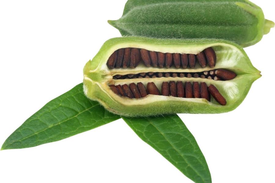 Fruto con semillas de sésamo.